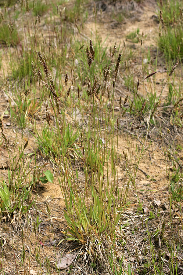 Изображение особи Anthoxanthum odoratum.