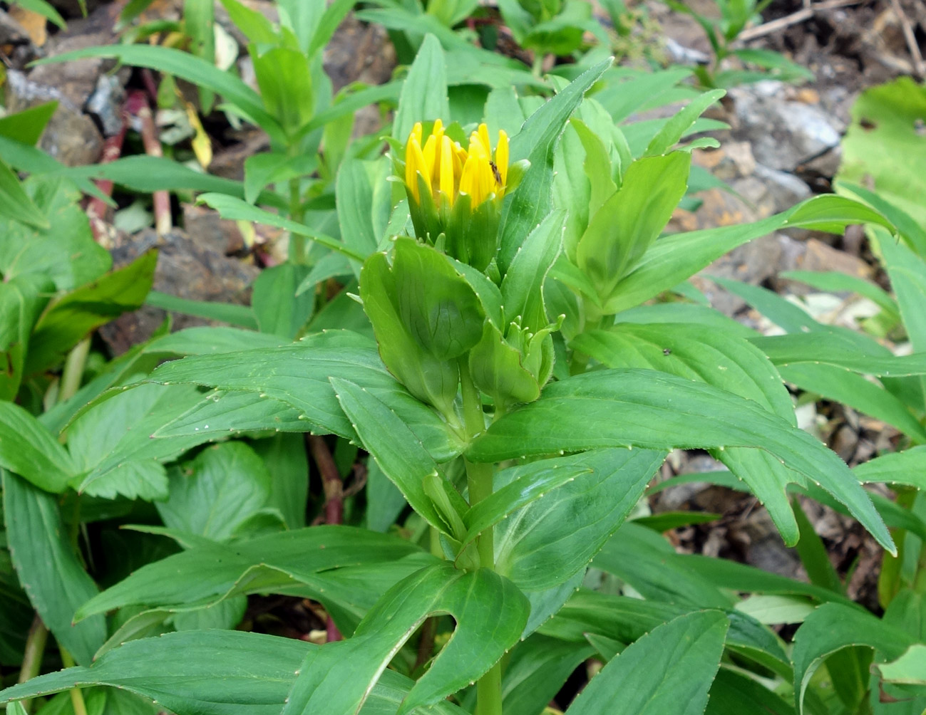 Изображение особи Arnica sachalinensis.