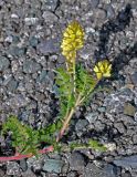 Oxytropis pilosa. Верхушка побега с соцветиями. Алтай, Онгудайский р-н, низовья р. Урсул, ≈ 600 м н.у.м., каменистый склон. 10.06.2019.