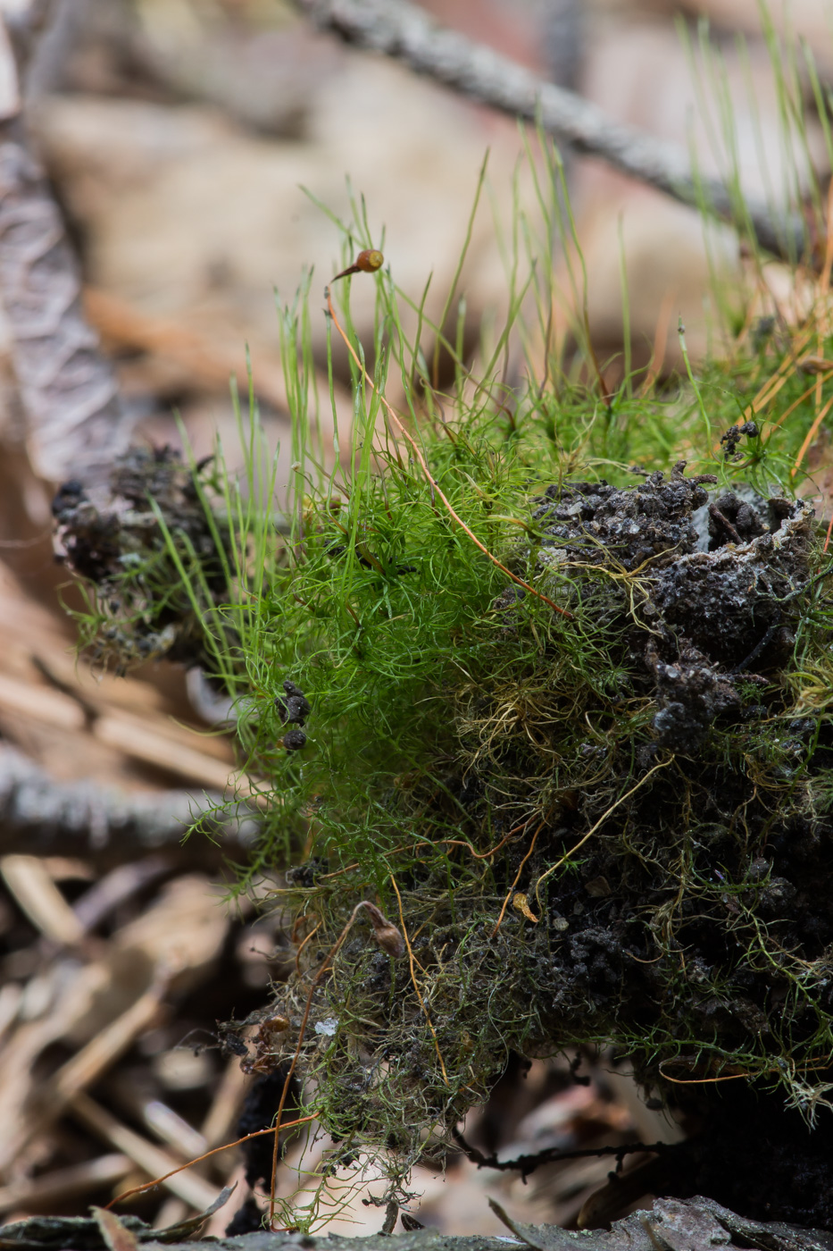 Изображение особи Leptobryum pyriforme.