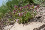 Thymus elenevskyi. Цветущее растение. Краснодарский край, м/о Анапа, окр. пос. Супсех, приморский обрывистый травяной склон. 16.05.2015.