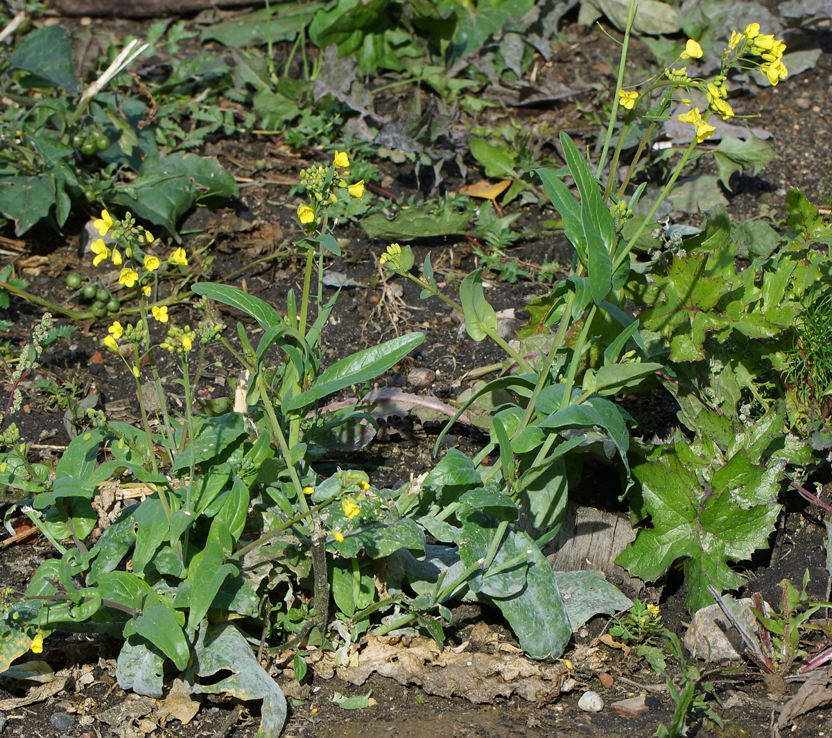 Изображение особи Brassica campestris.