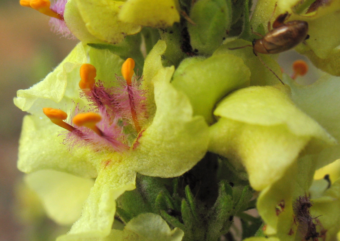 Image of Verbascum marschallianum specimen.