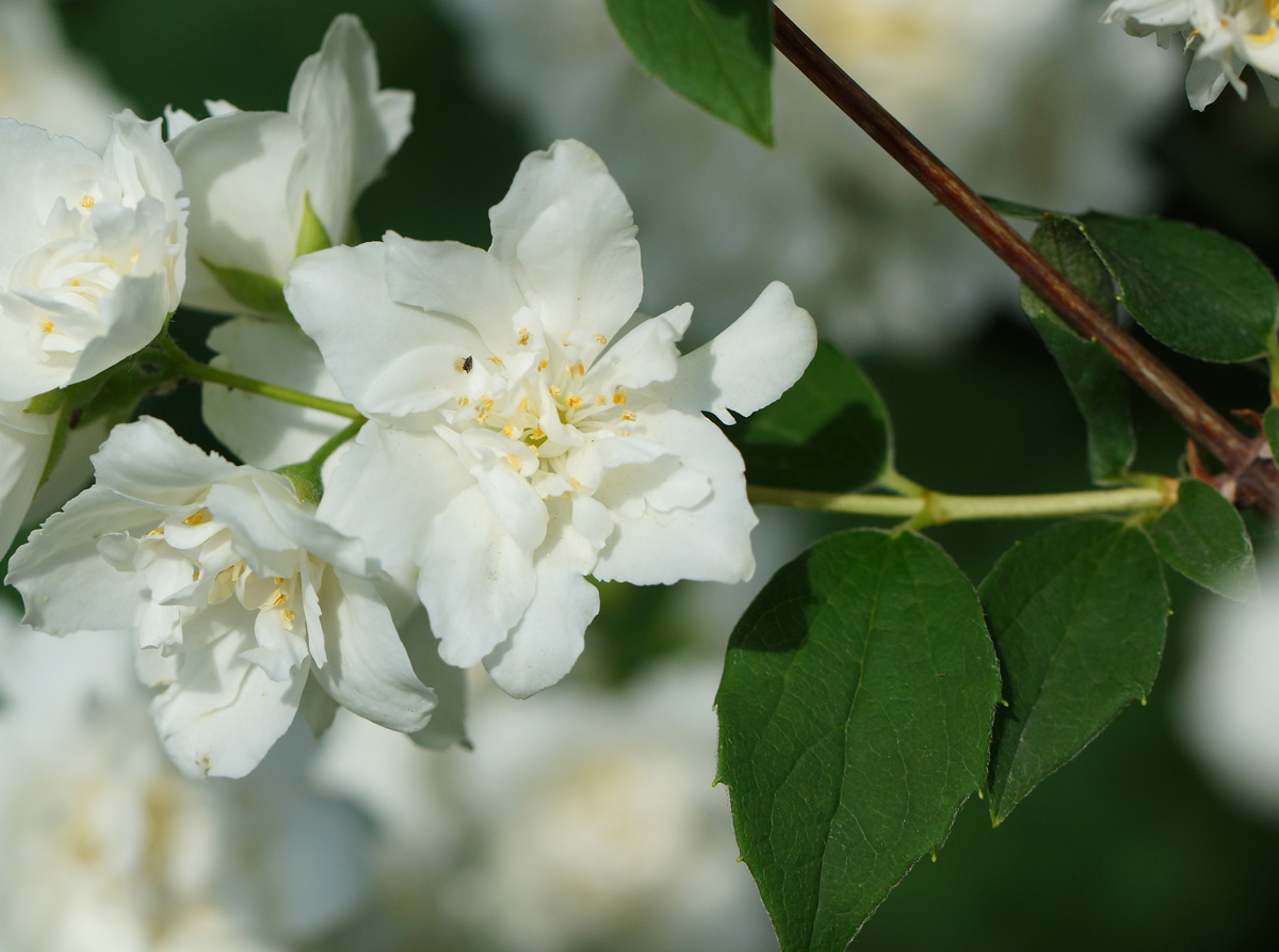 Изображение особи род Philadelphus.