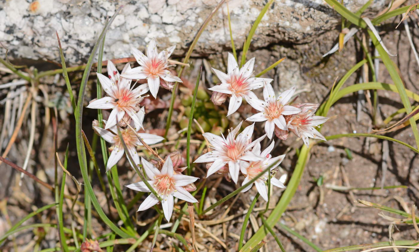 Image of Rosularia alpestris specimen.