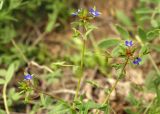 Veronica campylopoda