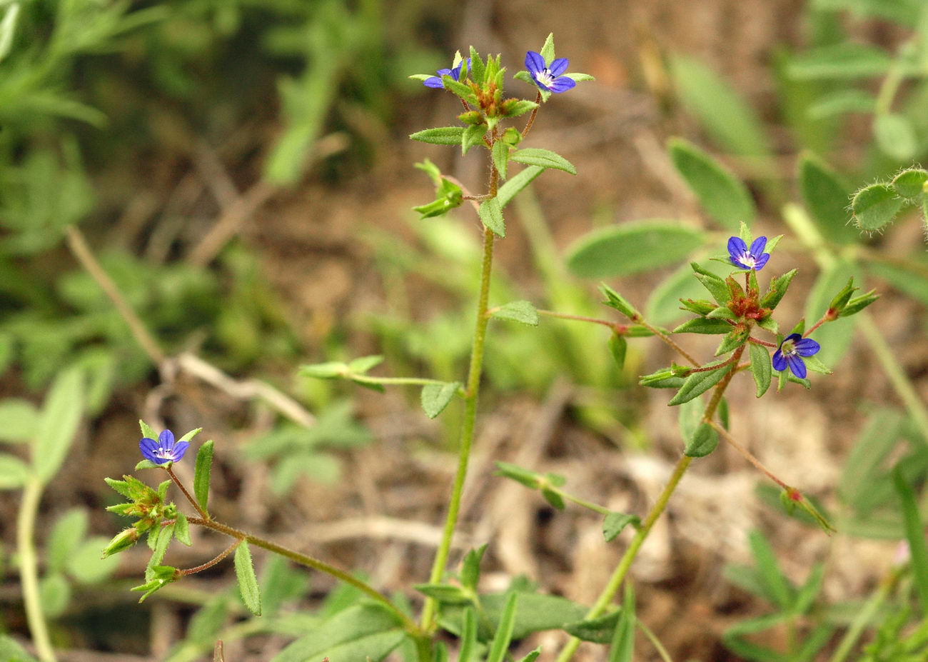 Image of Veronica campylopoda specimen.