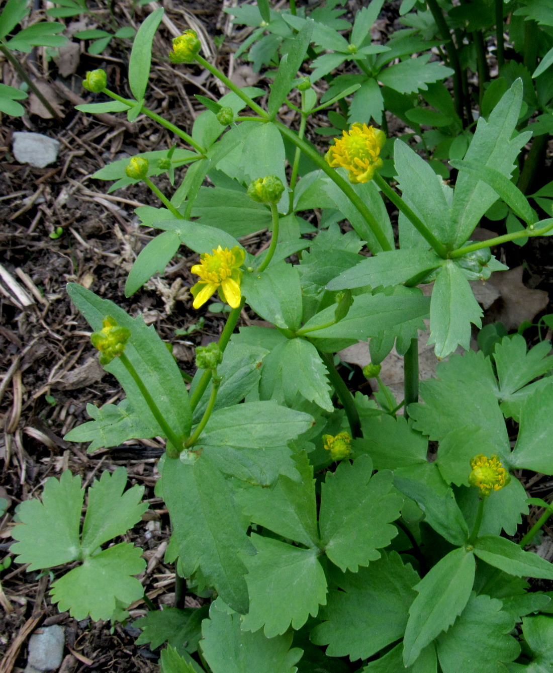 Image of Ranunculus kedranus specimen.