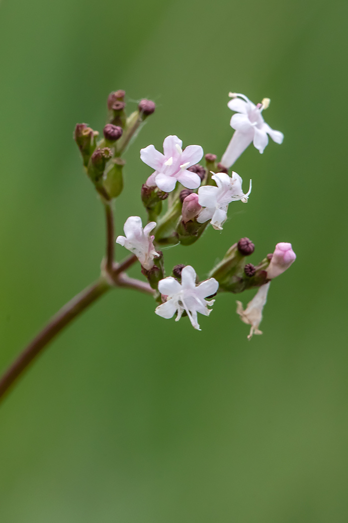 Image of Valeriana tuberosa specimen.