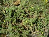 Tribulus terrestris