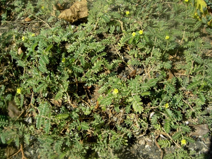 Изображение особи Tribulus terrestris.