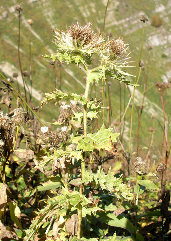 Изображение особи Cirsium obvallatum.