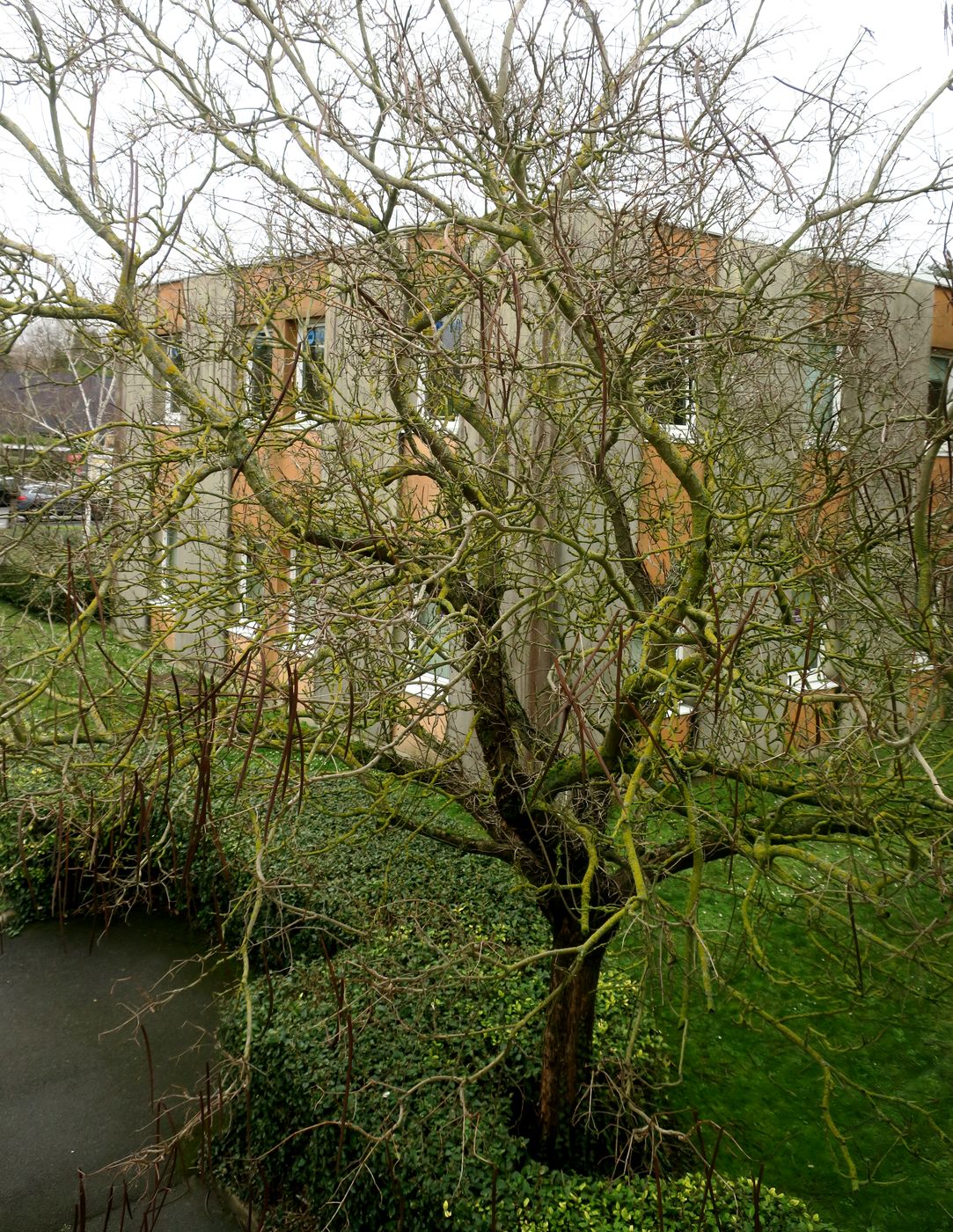 Image of genus Catalpa specimen.