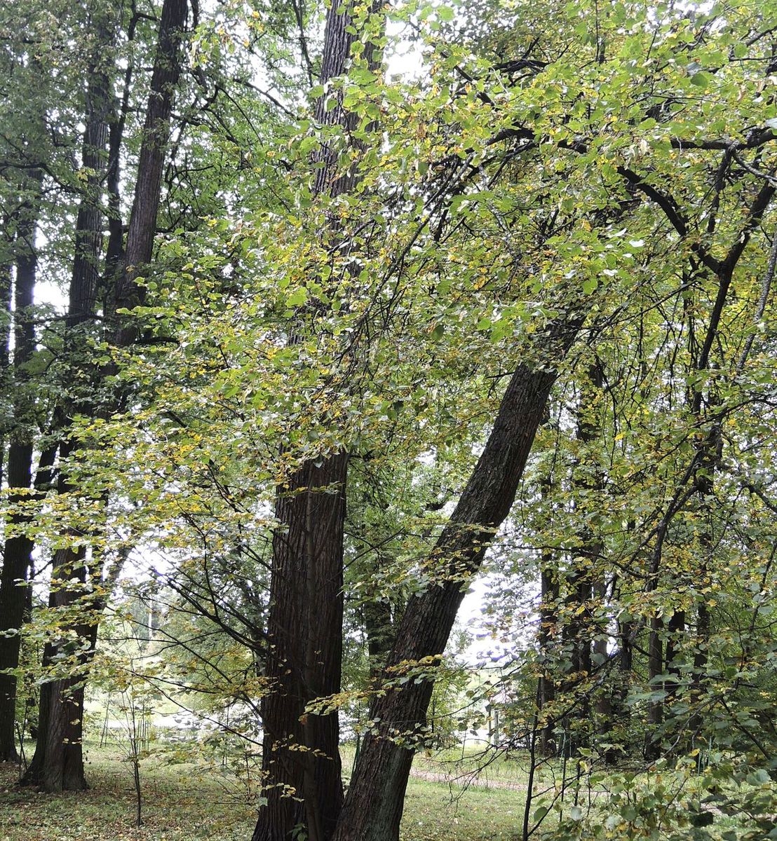 Image of Tilia cordata specimen.