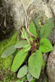 Peperomia insueta