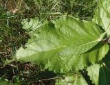 Verbascum ovalifolium. Лист нижней части стебля с пазушным побегом. Украина, г. Запорожье, балка между Космическим мкрн. и Опытной станцией, лужайка. 27.06.2020.