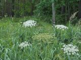 Laserpitium latifolium