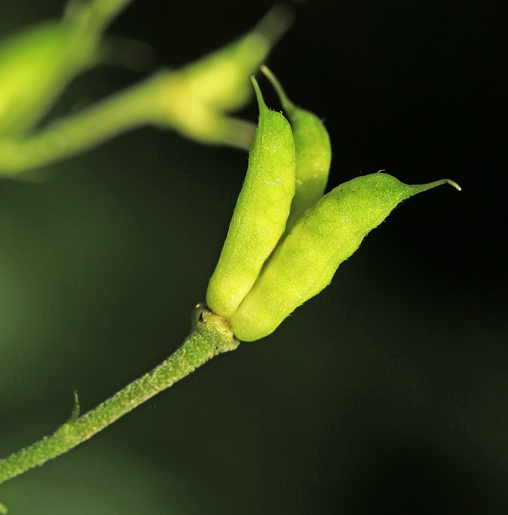 Image of Aconitum puchonroenicum specimen.