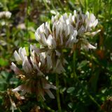 Trifolium repens. Соцветия. Свердловская обл., окр. г. Североуральск, долина р. Оленья, опушка елового леса. 29.06.2010.