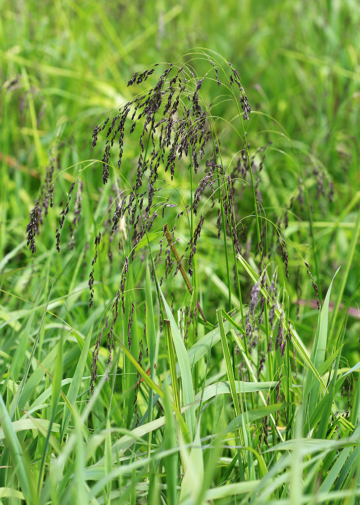 Image of Glyceria lithuanica specimen.