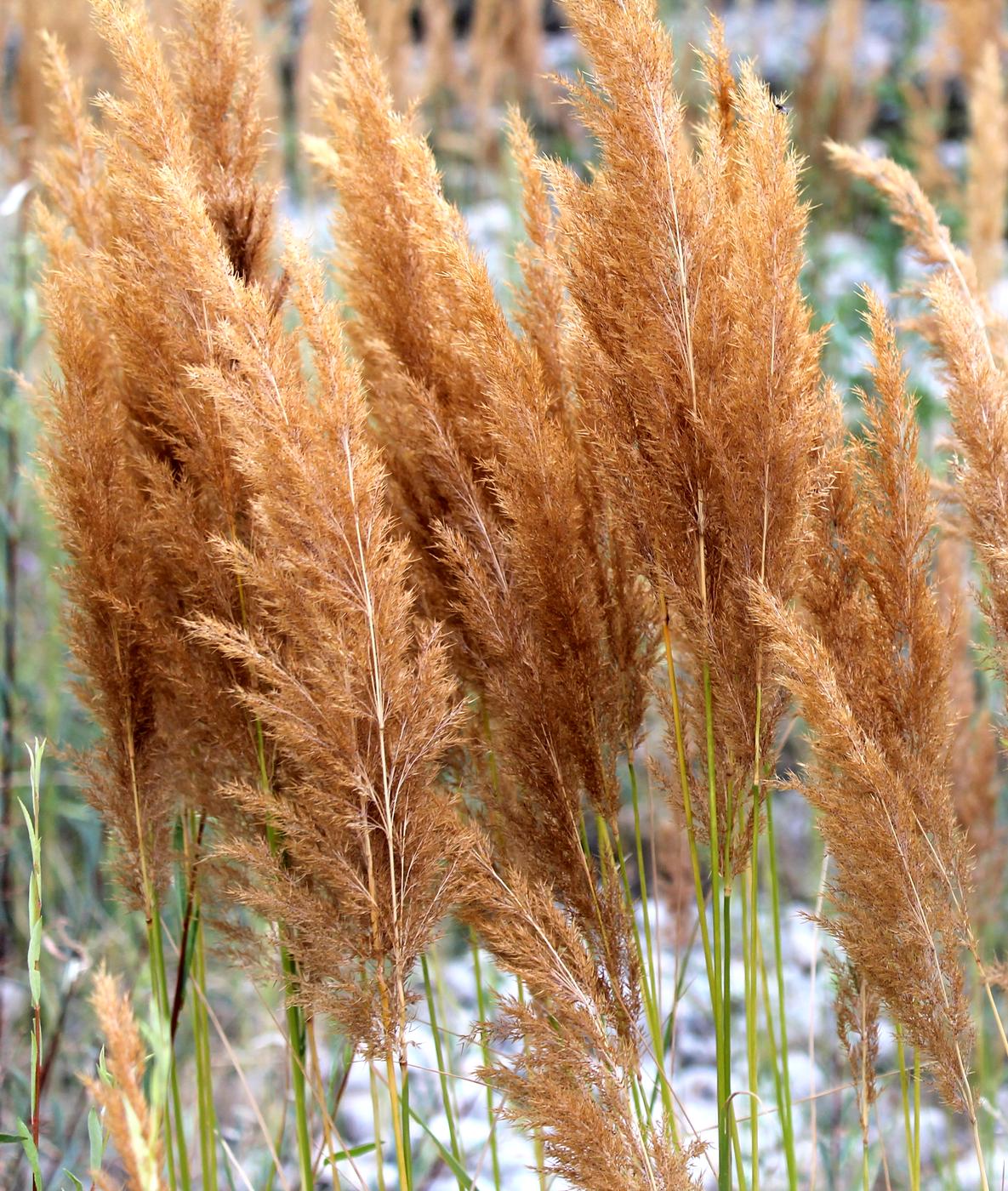 Изображение особи Calamagrostis epigeios.