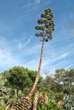 Agave americana. Отцветшее растение с завязавшимися плодами. Испания, Каталония, провинция Girona, Costa Brava, Blanes, ботанический сад \"Pinya de Rosa\". 27 октября 2008 г.