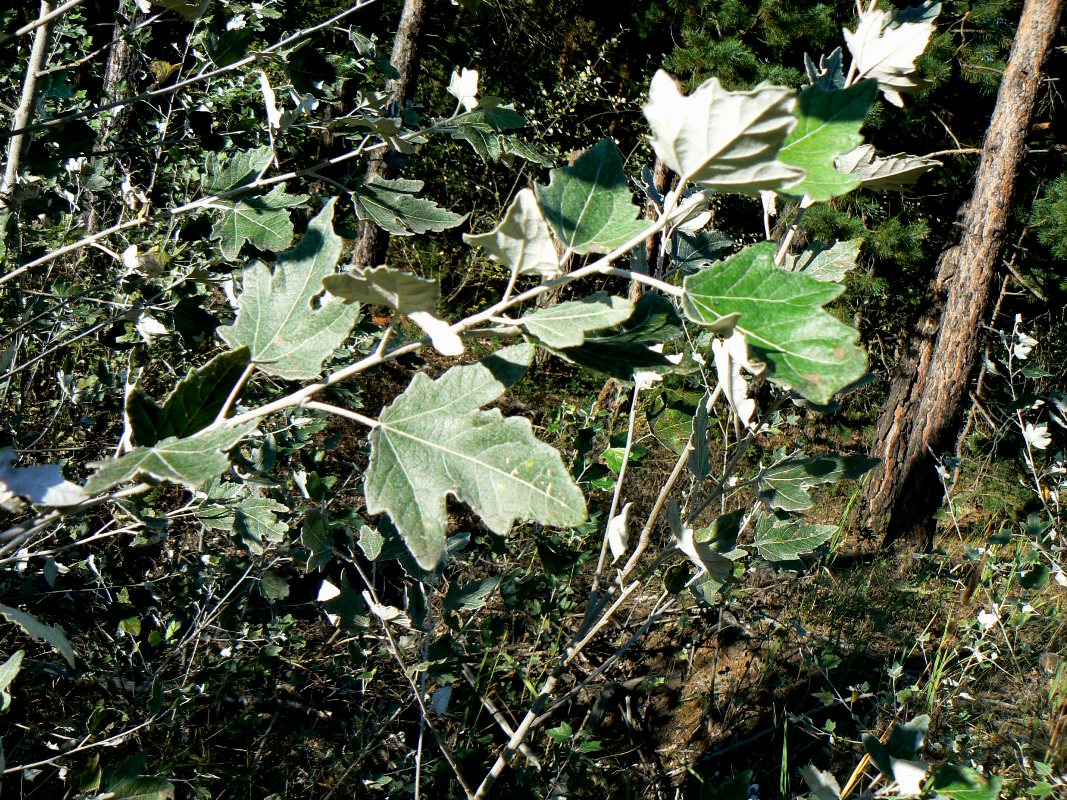 Изображение особи Populus alba.