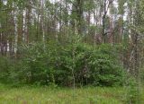 Crataegus sanguinea. Цветущие растения. Тверская обл., Весьегонский р-н, ур. Пьяная поляна, сосновый лес, реликт культуры. 4 июня 2020 г.