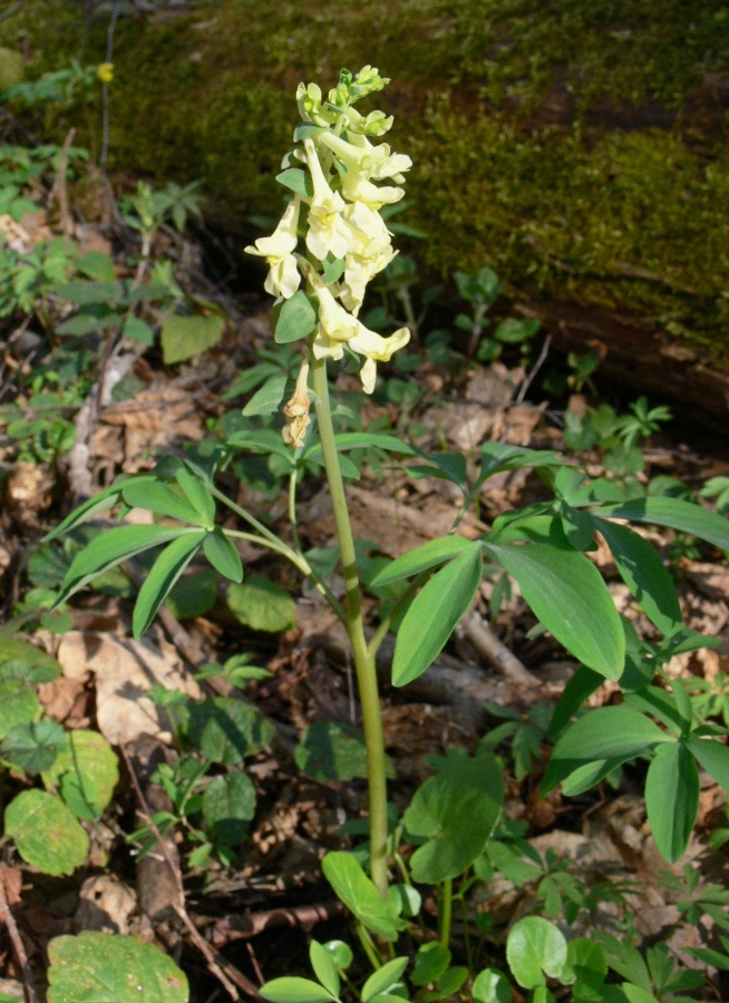 Image of Corydalis marschalliana specimen.