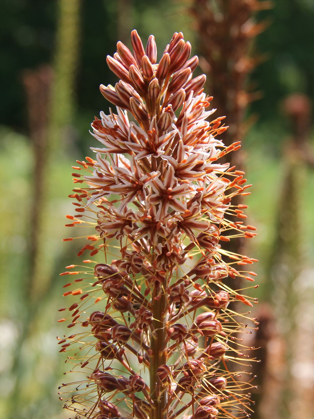 Изображение особи Eremurus regelii.