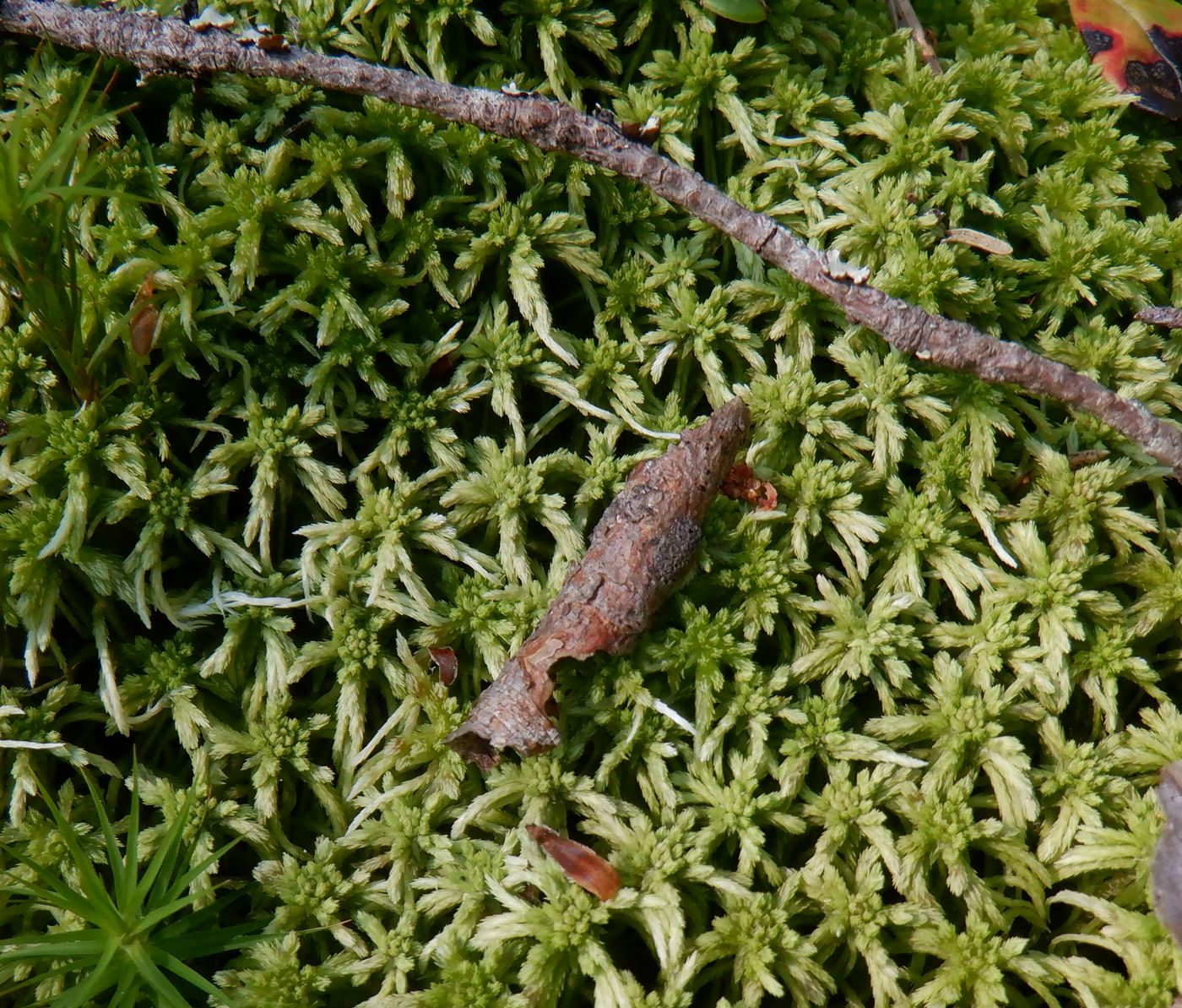 Изображение особи род Sphagnum.