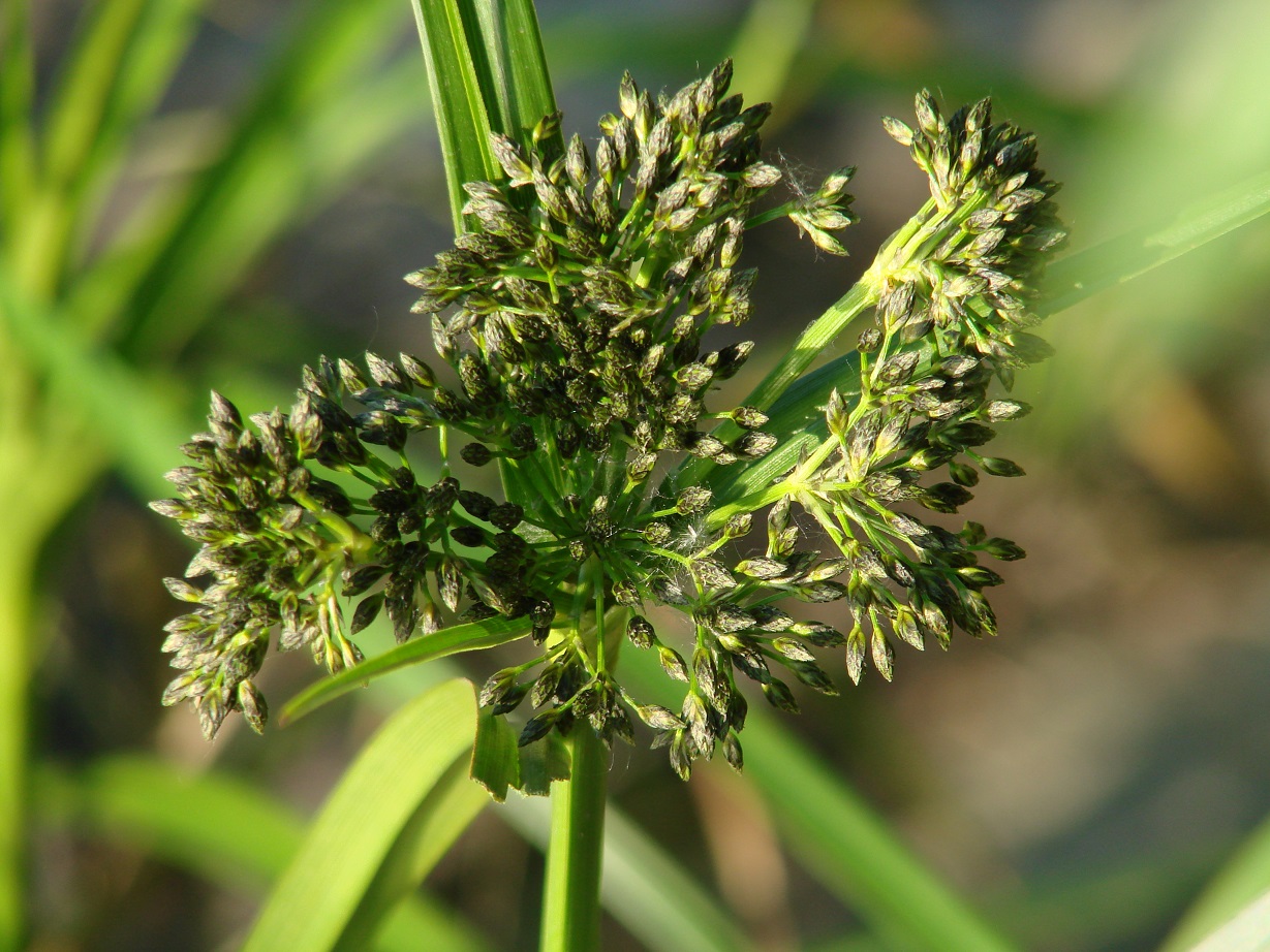 Image of Scirpus radicans specimen.