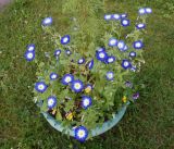 Convolvulus tricolor