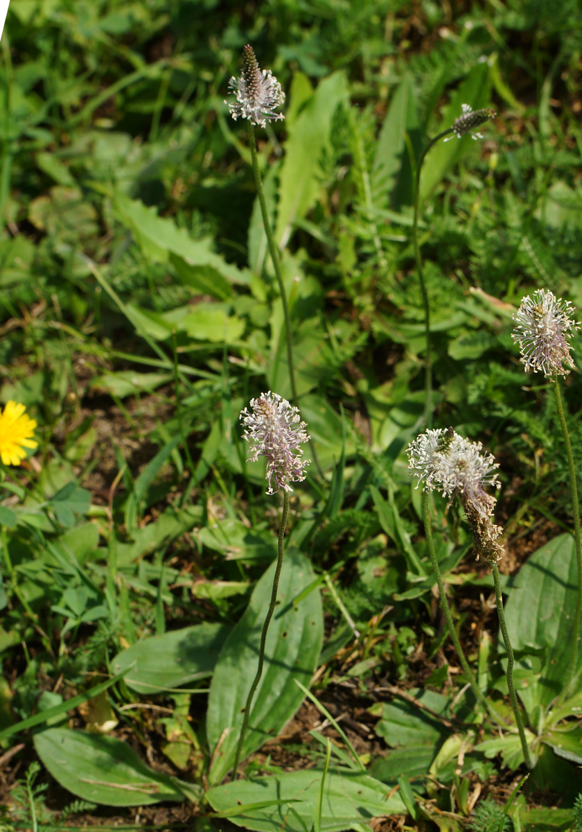 Image of Plantago media specimen.