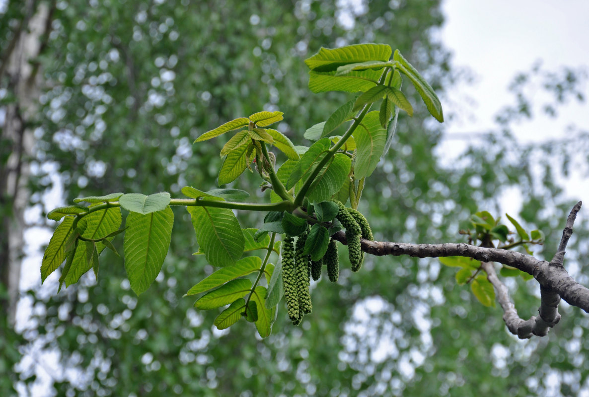 Изображение особи Juglans mandshurica.