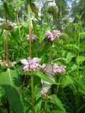 Phlomoides tuberosa. Часть цветущего растения с питающимися бабочками-боярышницами (Aporia crataegi). Томск, верх. р. Хромовка, опушка сосново-берёзового леса. 24.06.2017.