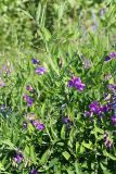 Lathyrus palustris