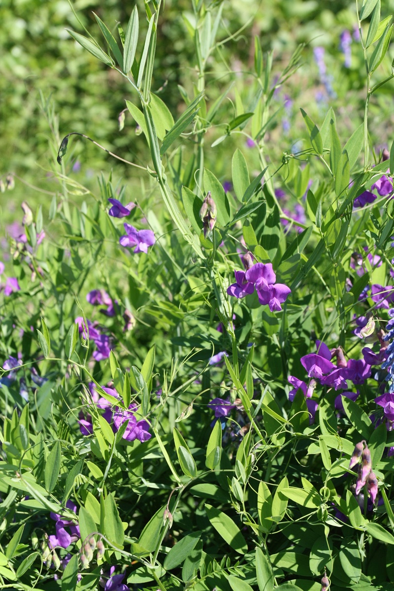 Изображение особи Lathyrus palustris.