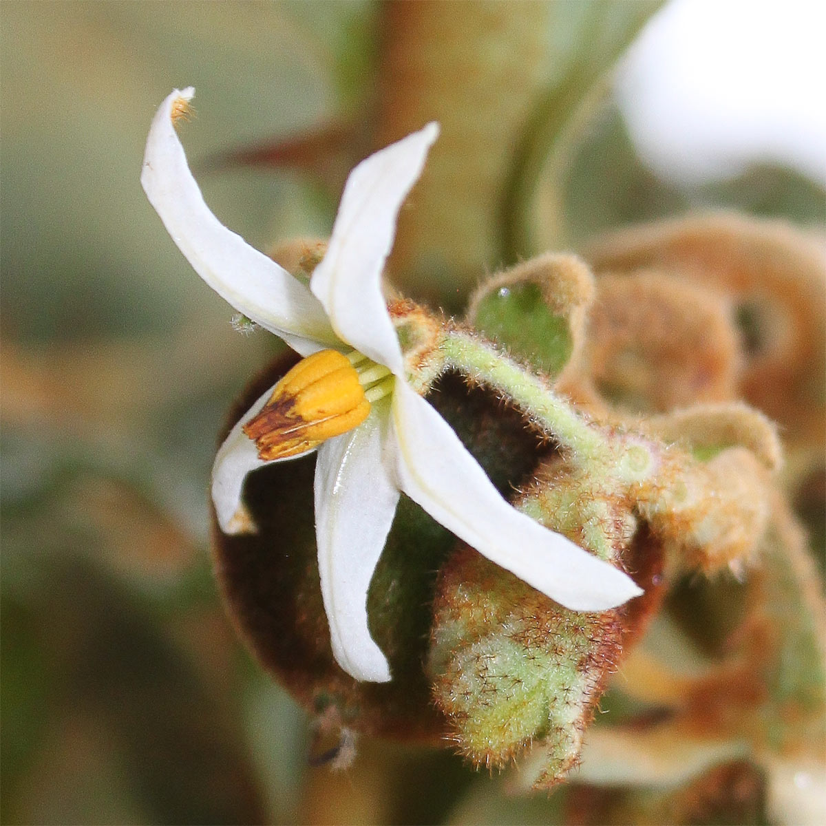 Image of Solanum robustum specimen.