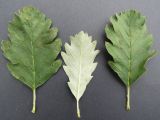 Image of specimen