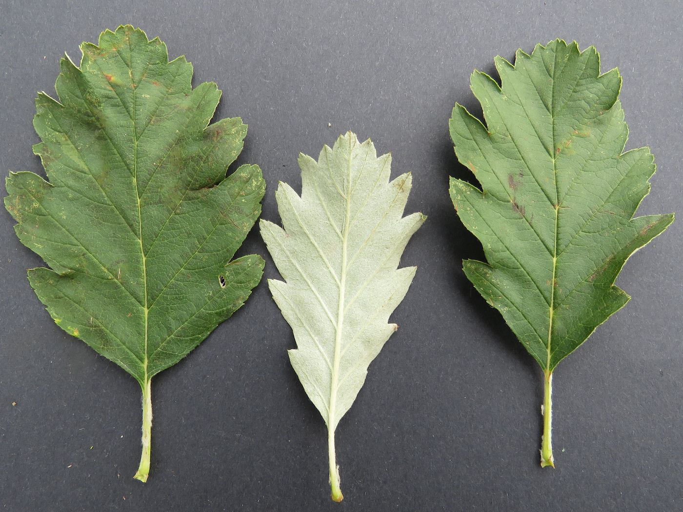 Image of Sorbus persica specimen.