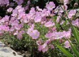 Oenothera speciosa