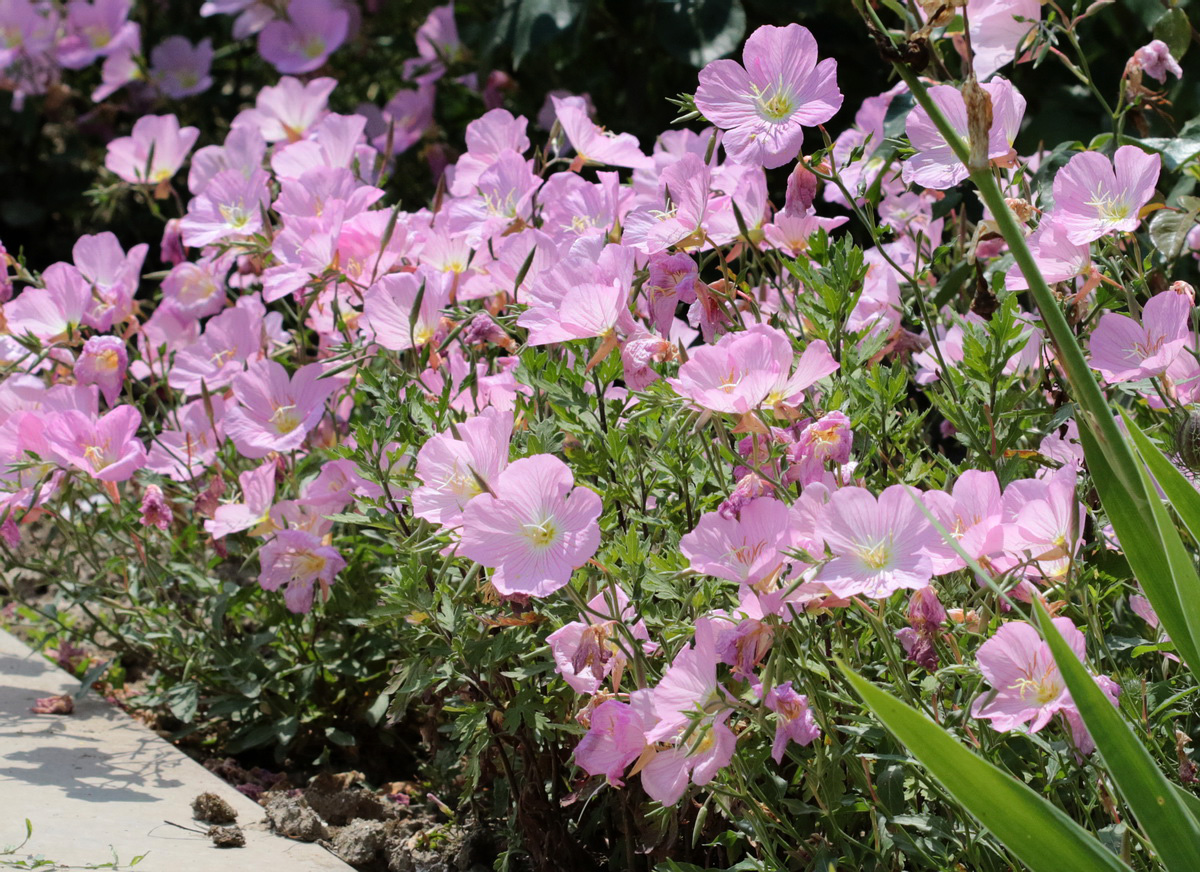 Изображение особи Oenothera speciosa.