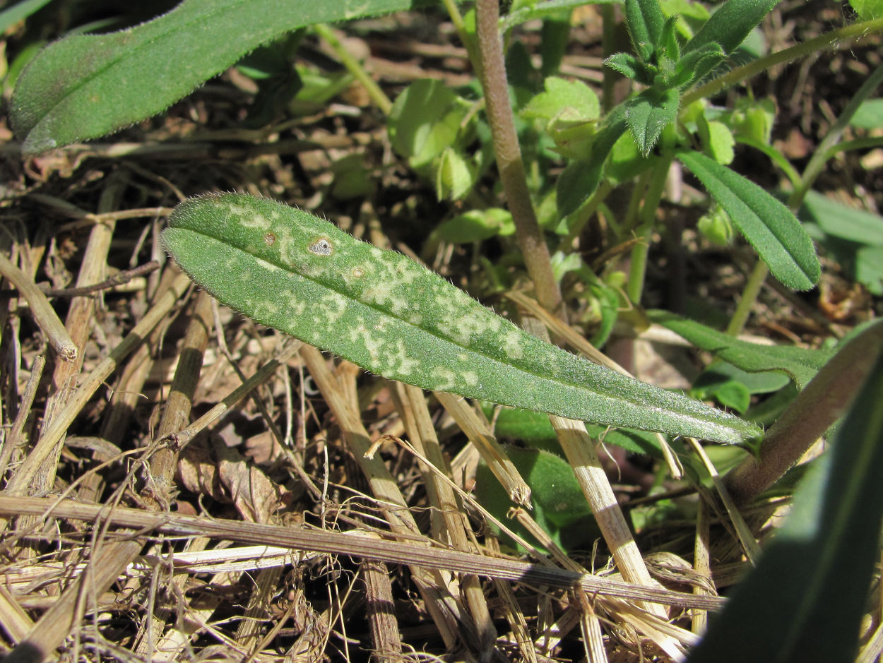 Изображение особи Buglossoides arvensis.