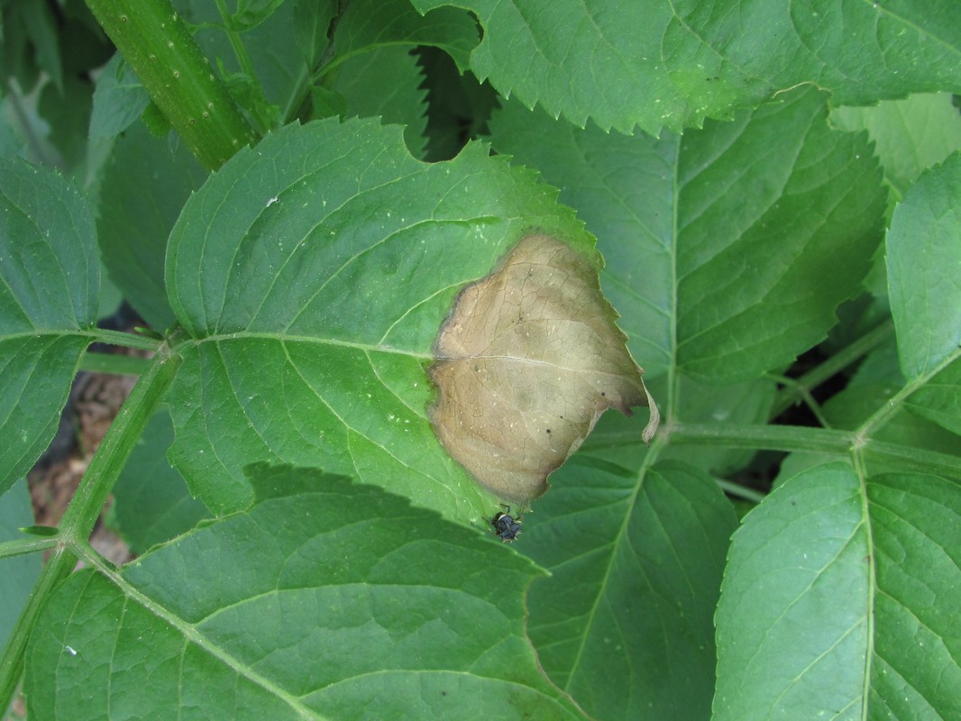Image of Sambucus nigra specimen.