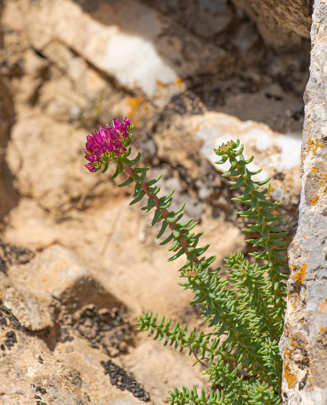 Image of genus Pseudosedum specimen.