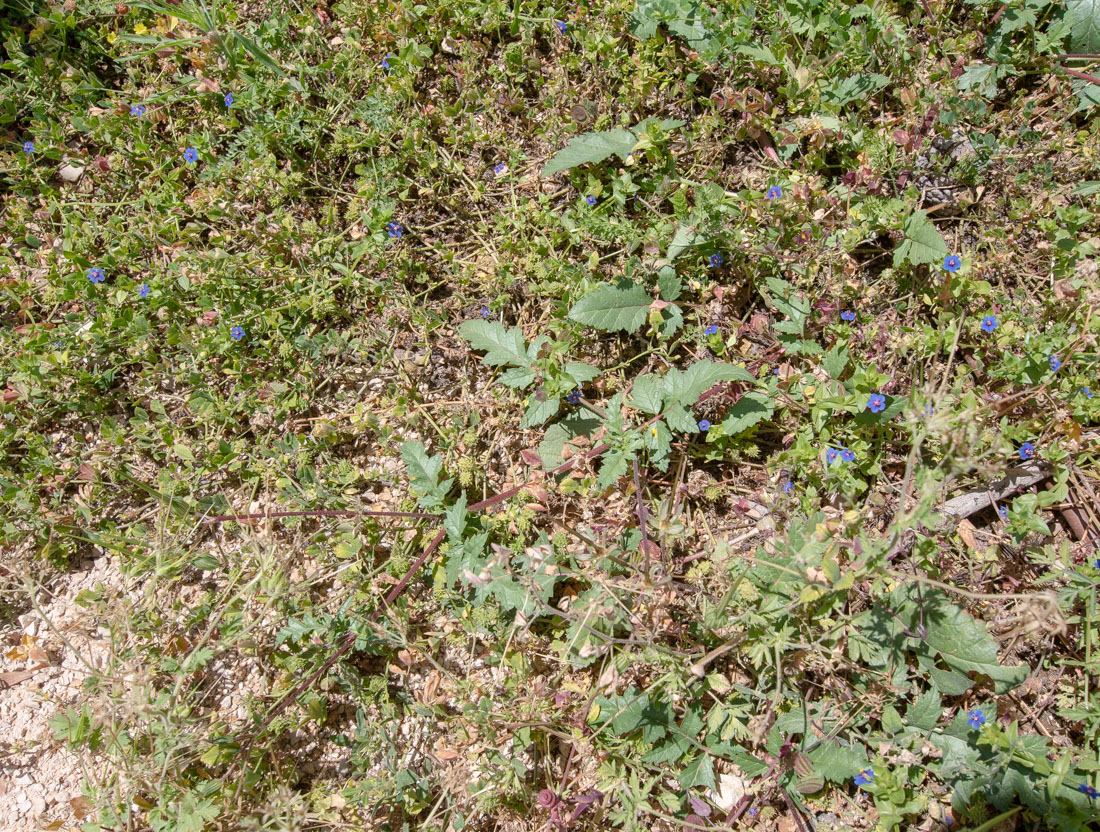 Image of Erodium gruinum specimen.