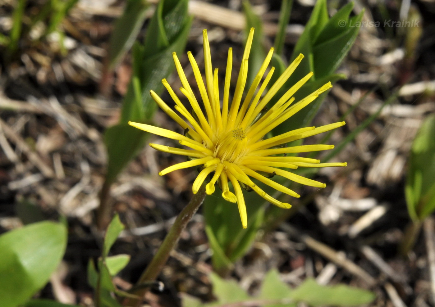 Изображение особи род Taraxacum.