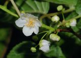 Actinidia kolomikta. Цветок и бутон. Московская обл., Раменский р-н, окр. дер. Хрипань, дачный участок. 28.05.2010.