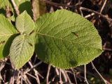 Viburnum lantana. Листья. Украина, Николаевская обл., окр. села Трикраты, Арбузинский каньон, в кустарнике. 30.05.2021.